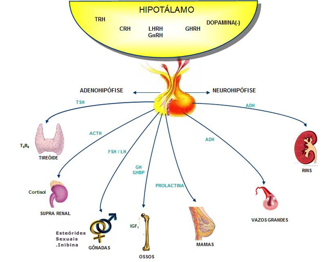 HIPOTALAMO