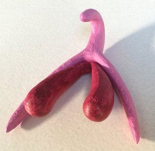 clitoris-3d