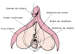 clitoris_anatomy_labeled-pt-svg-svg