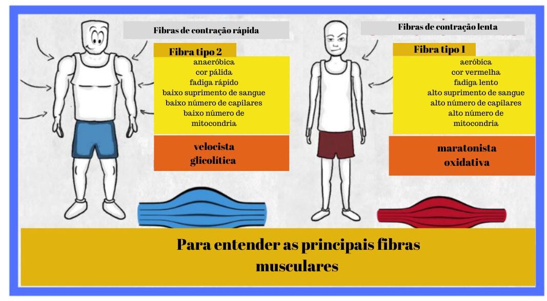 tipos de fibras musculares