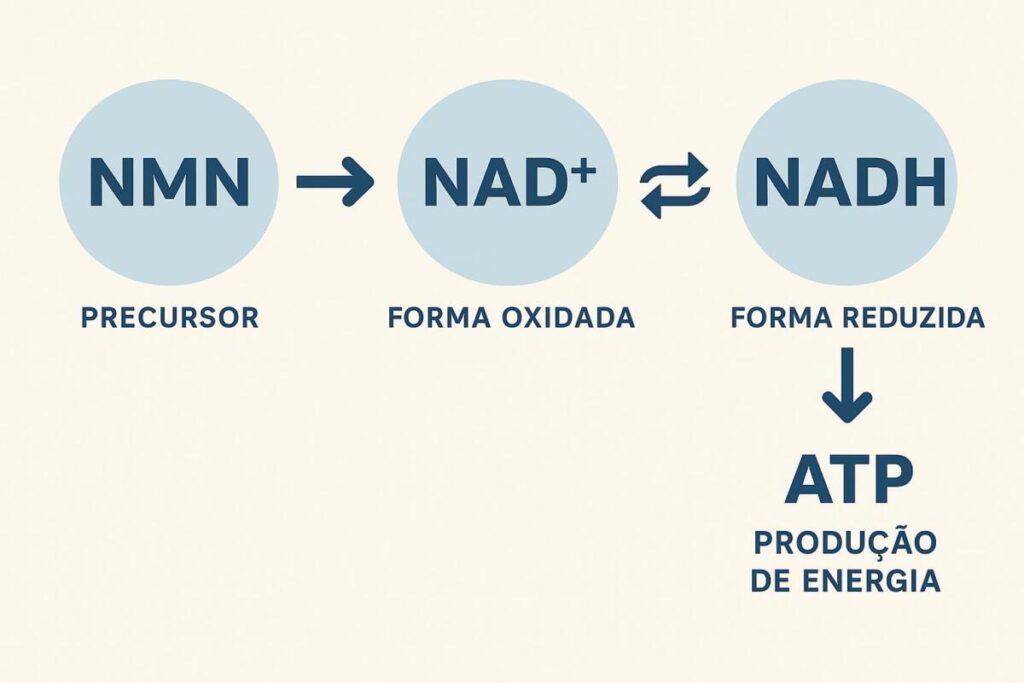 diferença entre NAD e NMN