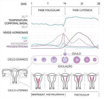 ciclo mesntrual progesterona