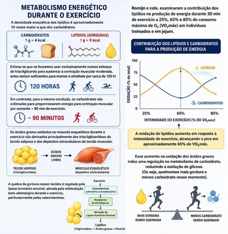 Metabolismo energético durante o exercício: carboidratos x lipídios e oxidação de gordura conforme a intensidade
