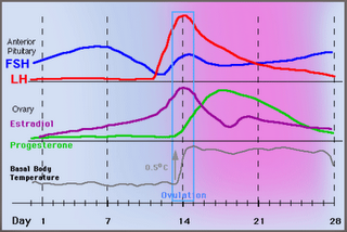 menopausa