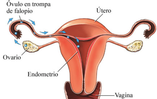 menopausa