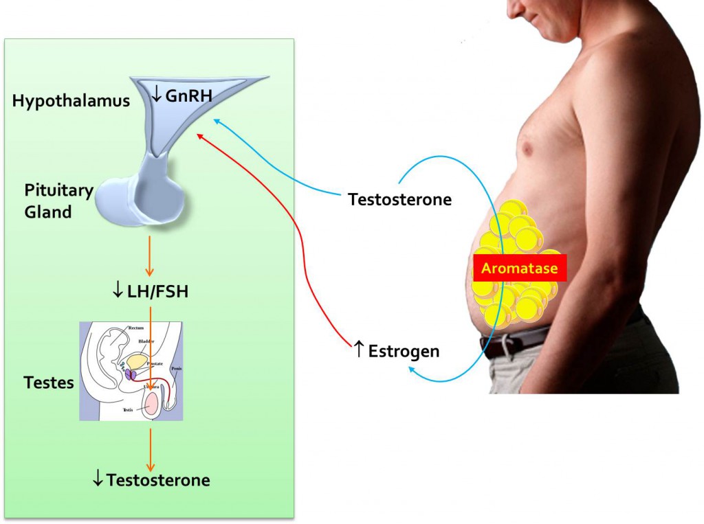 testosteron penis