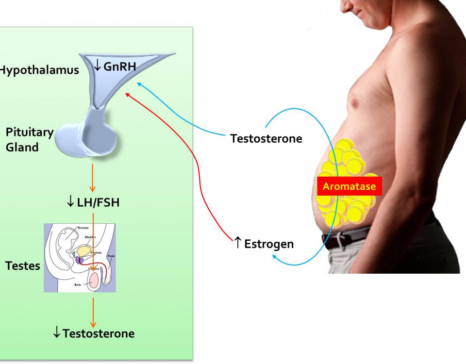 Resultado de imagem para aromatase