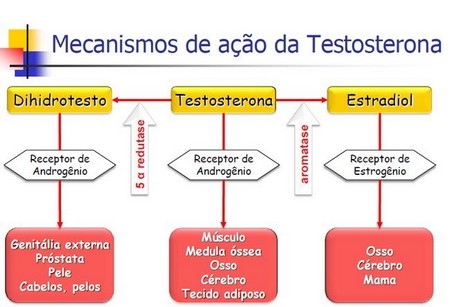 TESTOSTERONA