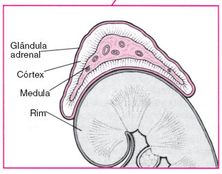 adrenal