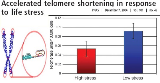 telomeros_4