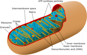 300px-Animal_mitochondrion_diagram