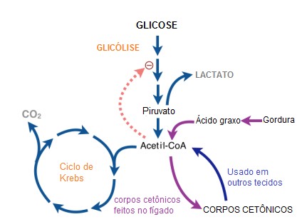 ciclo-de-randle