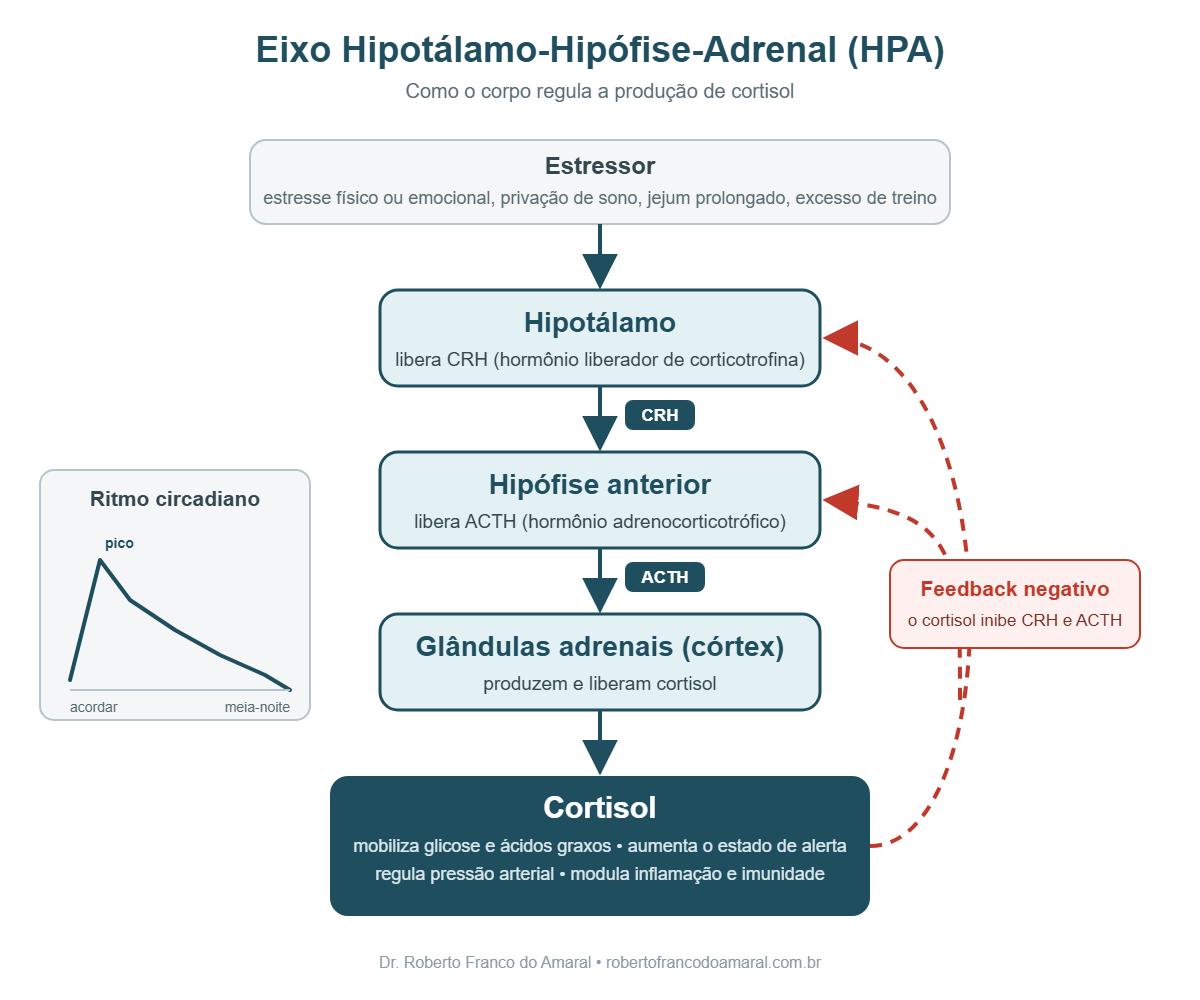 Eixo hipotálamo-hipófise-adrenal (HPA): estressor, CRH, ACTH, cortisol e feedback negativo — cortisol e emagrecimento